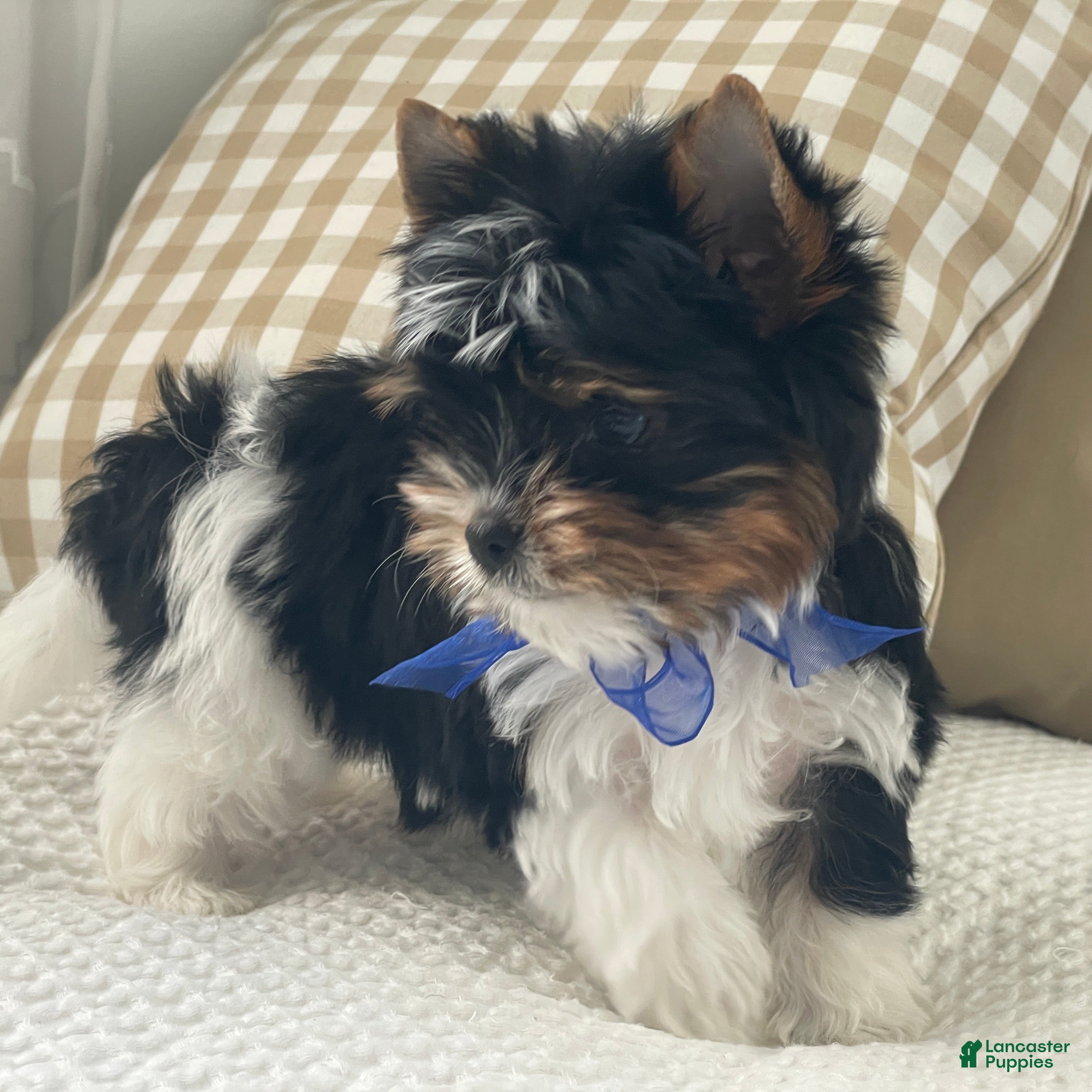 Biewer Terrier dogs Milo - Ad 1