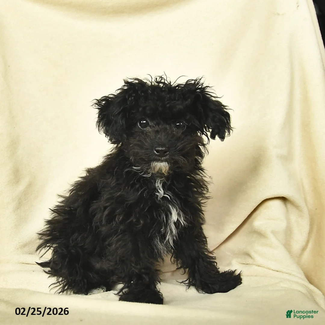 Miniature Poodle dogs for sale: Ash   - Ad 2