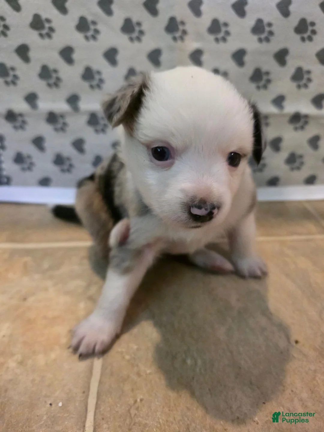 Australian Shepherd dogs for sale: Daisy  - Ad 1