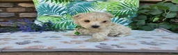 Maltipoo dogs for sale: Ranger - Ad 5