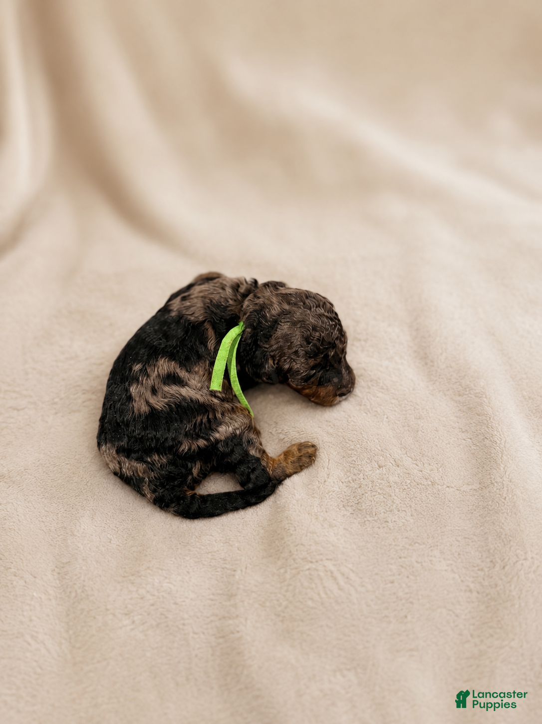 Miniature Poodle dogs Ocean - Ad 33