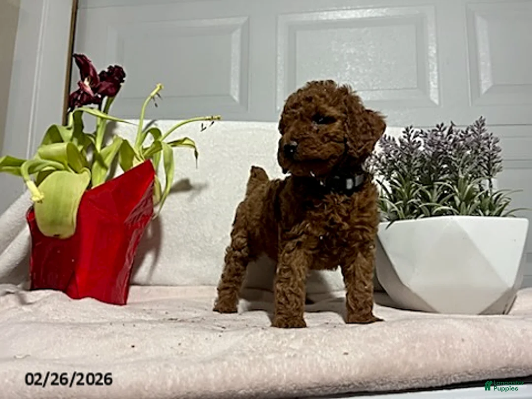 Miniature Poodle dogs for sale: Milo - Ad 3