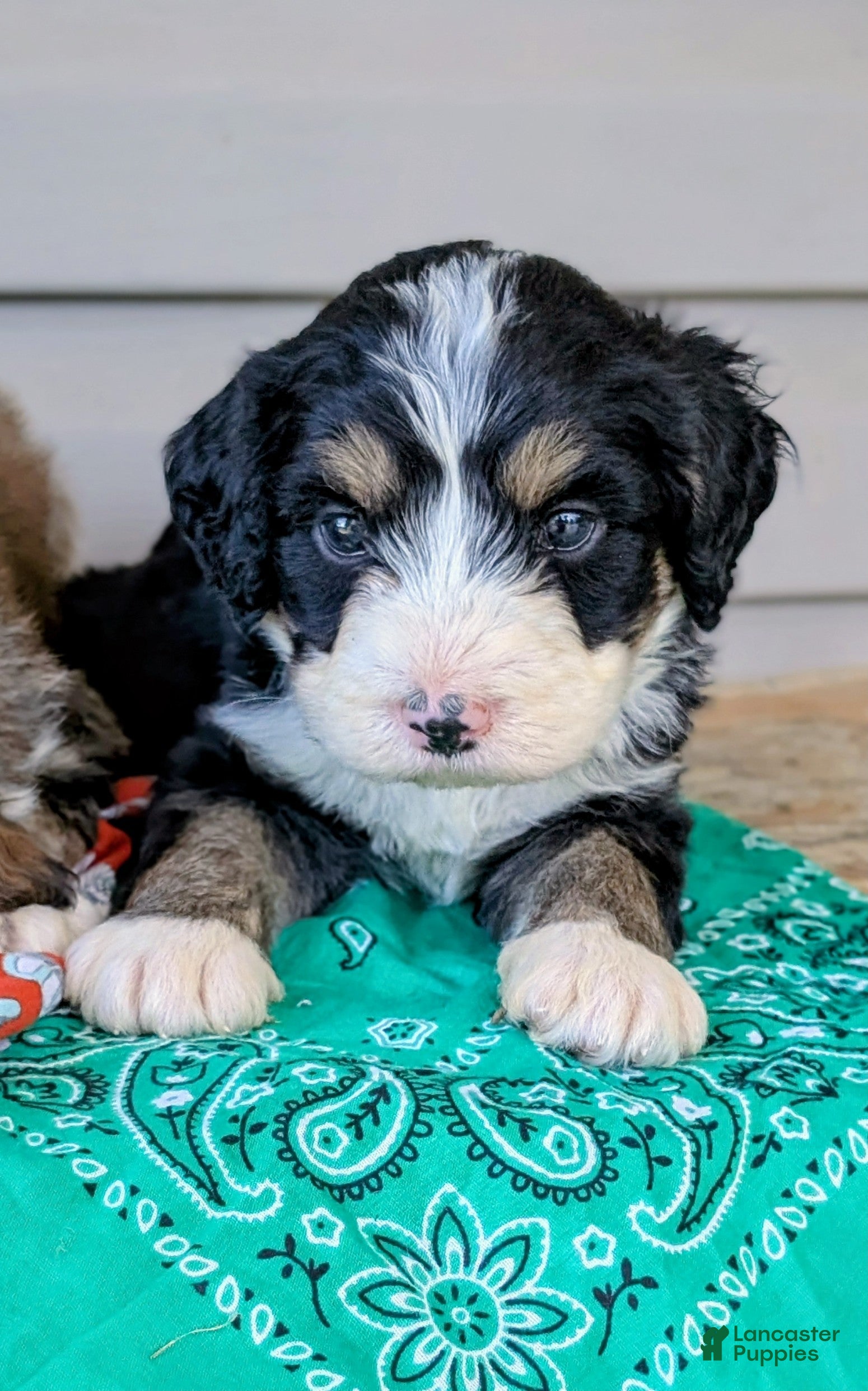 Bernedoodle dogs BEAR CUB - Ad 2