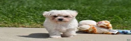 Maltipoo dogs for sale: Ace - Ad 3