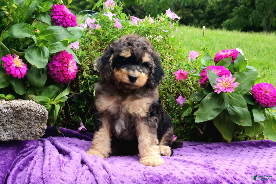 Standard Poodle dogs for sale: Stone - Ad 1