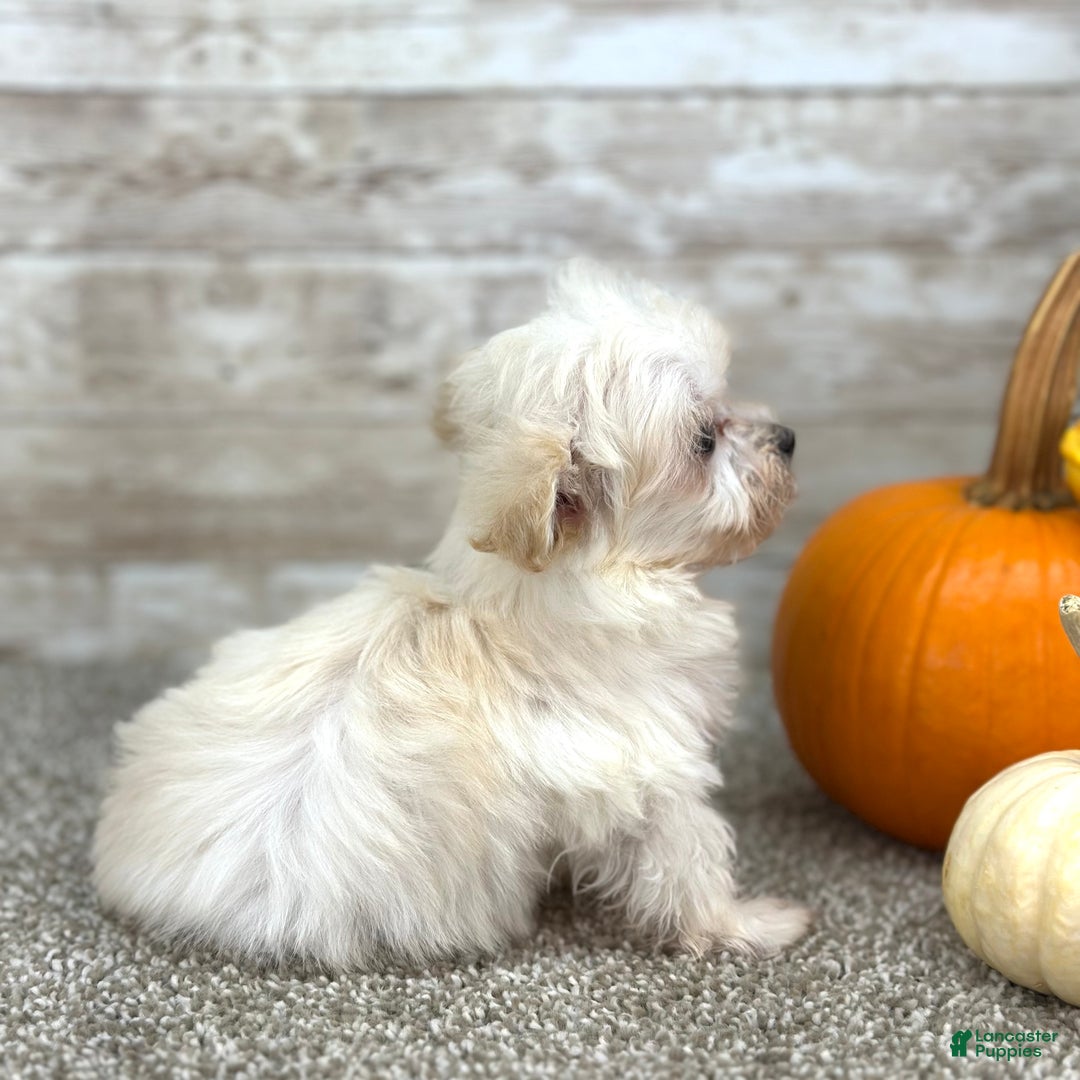 Maltipoo dogs for sale: Girl Maisie - 0211 - Ad 4