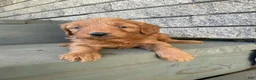 Mini Goldendoodle dogs for sale: Bubbles - Ad 2
