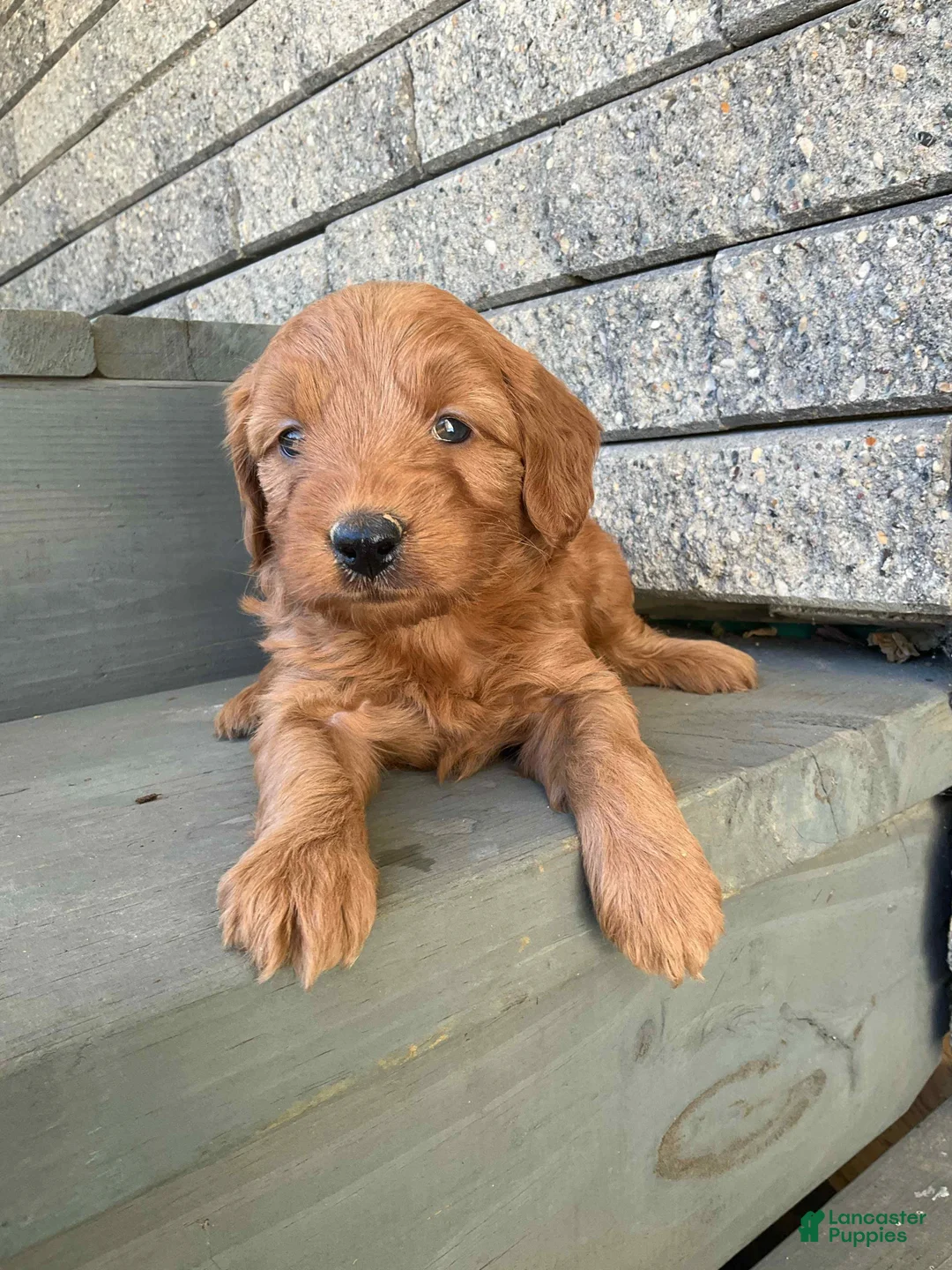 Mini Goldendoodle dogs for sale: Bubbles - Ad 2