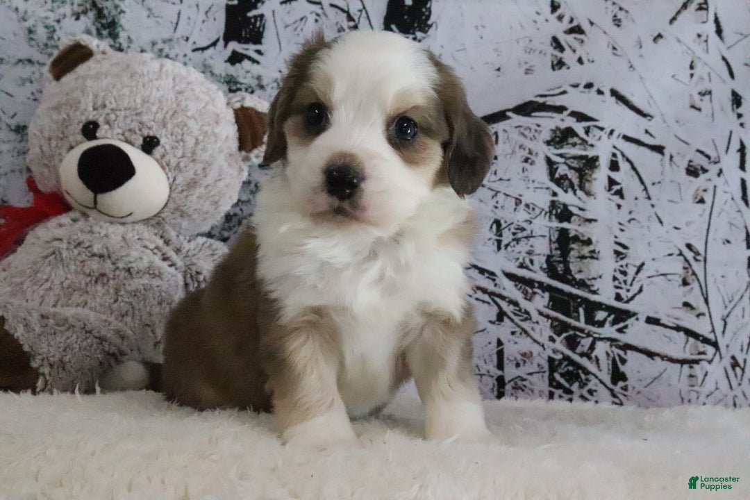 Bernedoodle dogs for sale: Shiloh - Ad 2