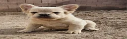 French Bulldog dogs for sale: French Bulldog Puppy 1 - Ad 9