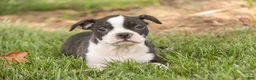 Boston Terrier dogs for sale: Bruce Boston Terrier  - Ad 3