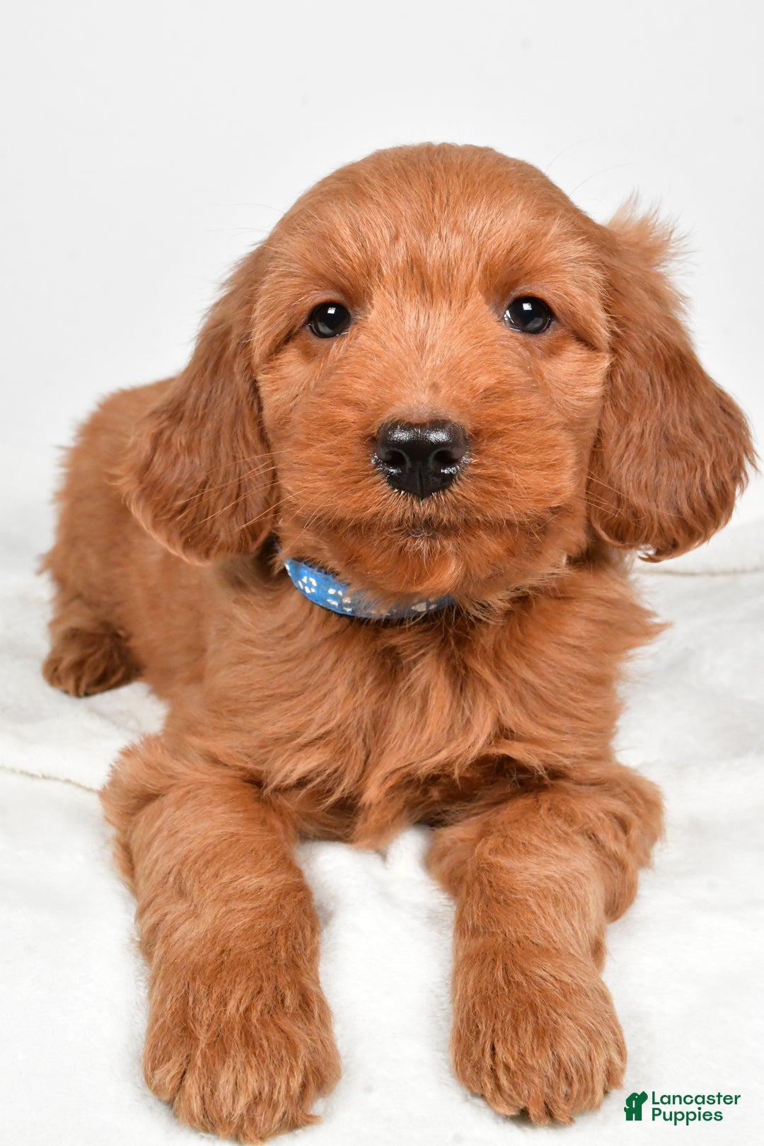 Goldendoodle dogs for sale: Pete-medium size  - Ad 4