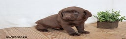 Labrador Retriever dogs for sale: Fiddles - Ad 4