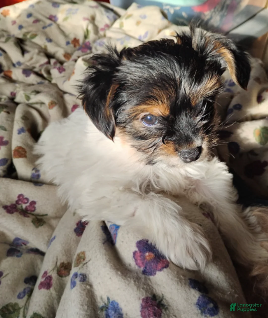 Mixed Breed dogs for sale: Q Tip - Ad 2