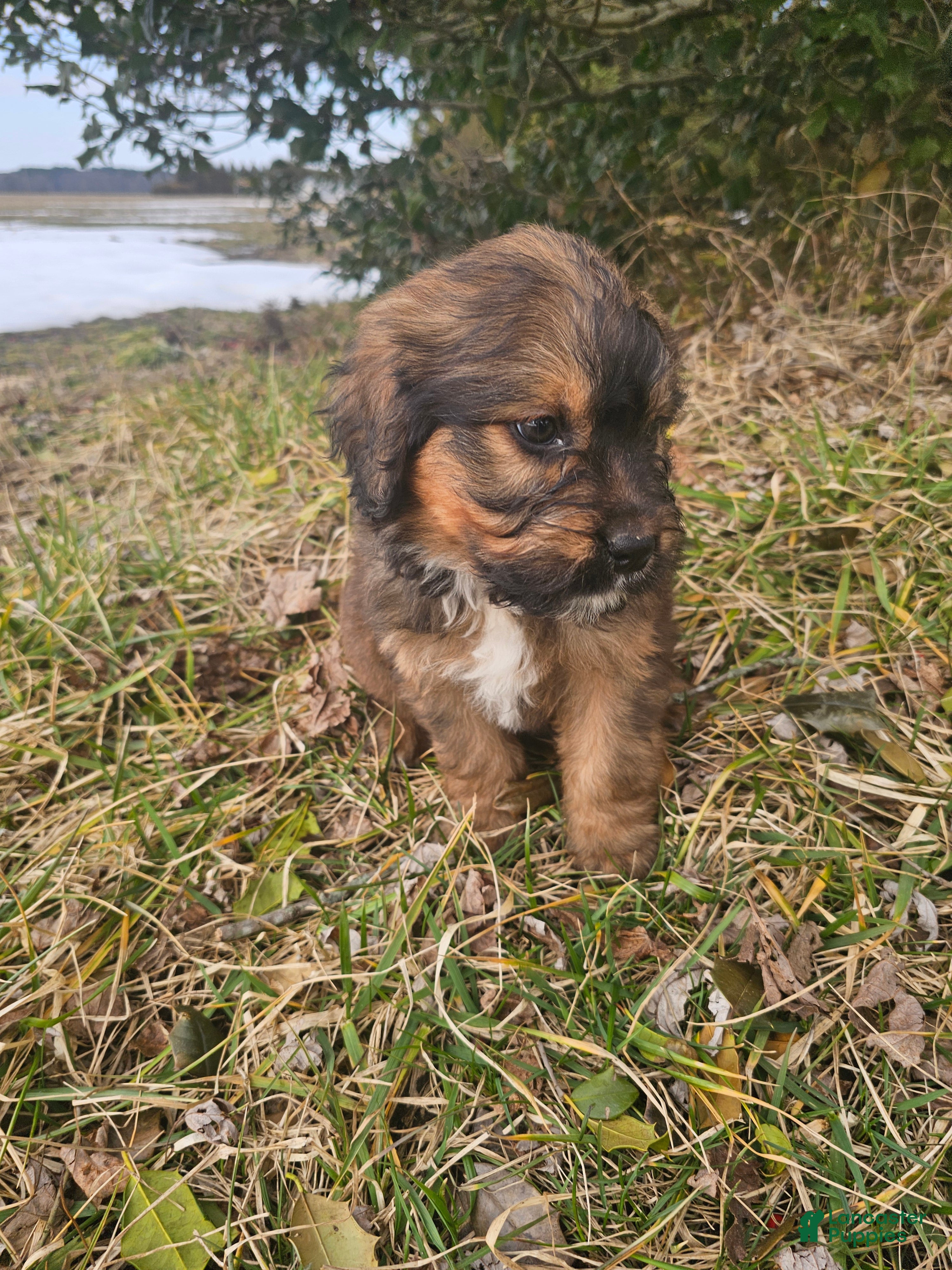 Mixed Breed dogs Jasmine. - Ad 2