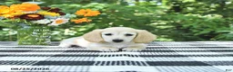 Miniature Dachshund dogs for sale: Daisy - Ad 4