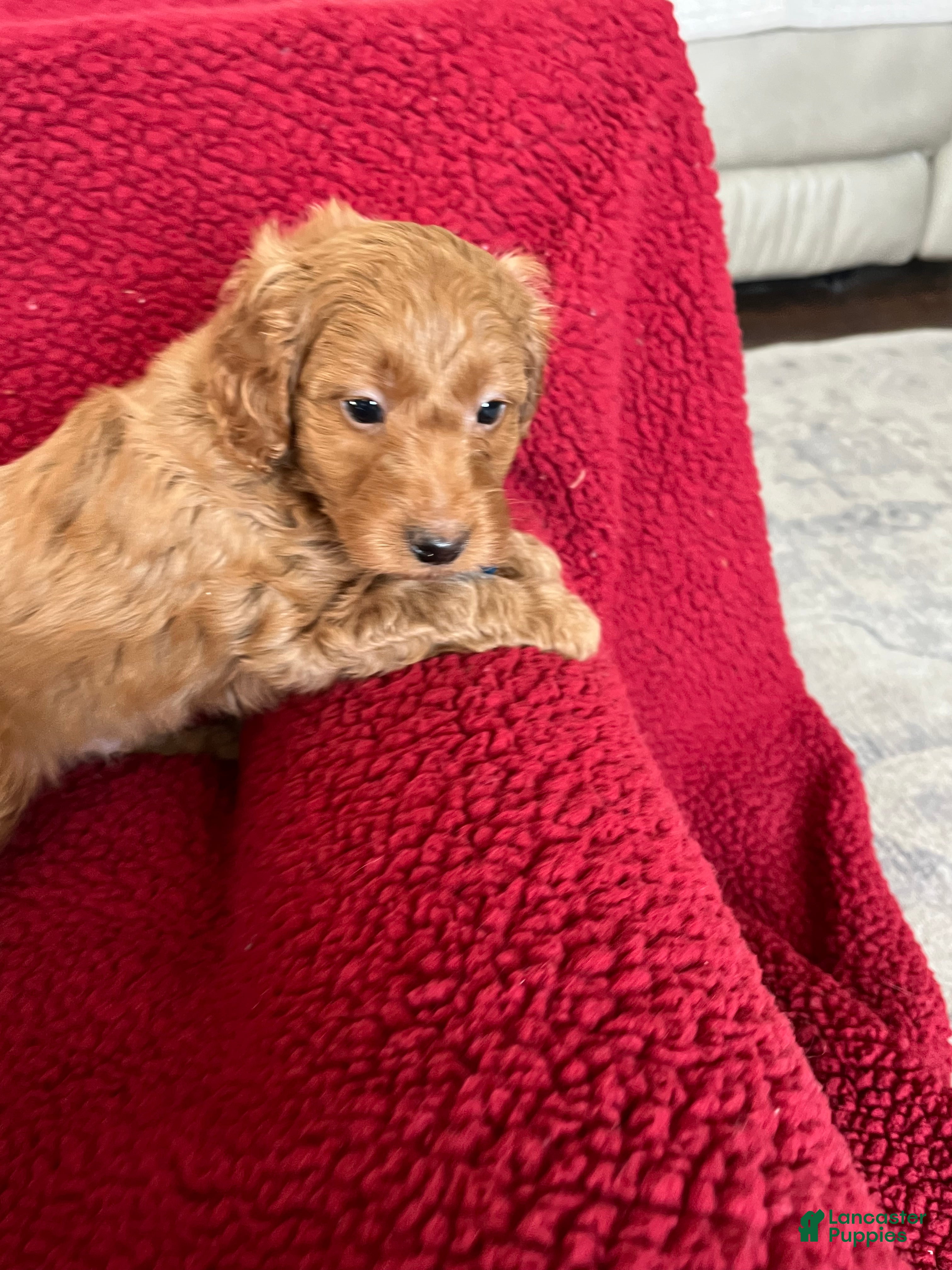 Mini Goldendoodle dogs Flapjack - Ad 2