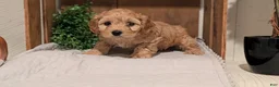 Cockapoo dogs for sale: Echo - Ad 8