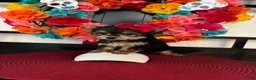 Morkie dogs for sale: Morkie Puppy 1 - Ad 5