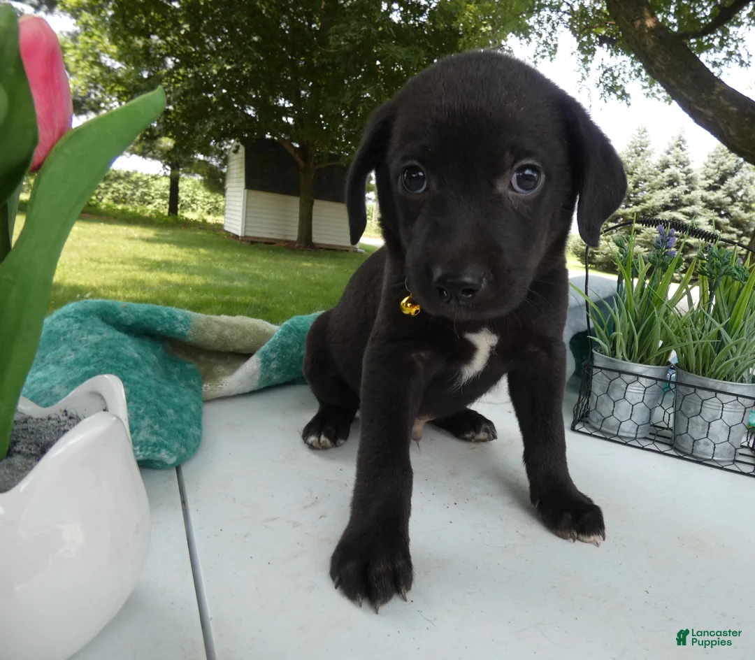 Sheprador dogs for sale: Sheprador 6 Sly - Ad 1