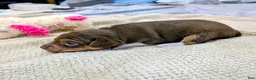 Rat Terrier dogs for sale: Jason - Mini Rat  - Ad 9