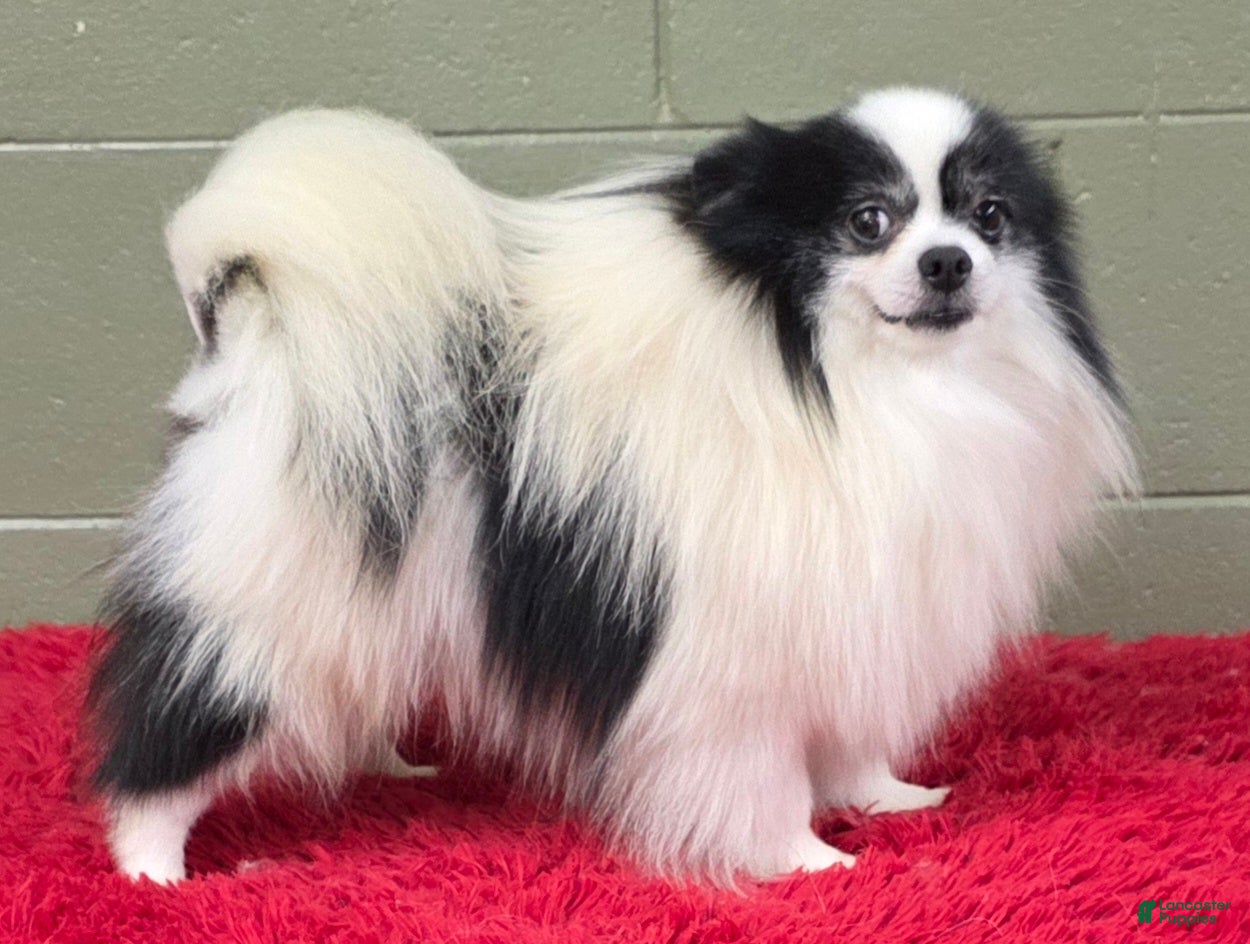 Pomeranian dogs Dimitri  - Ad 3