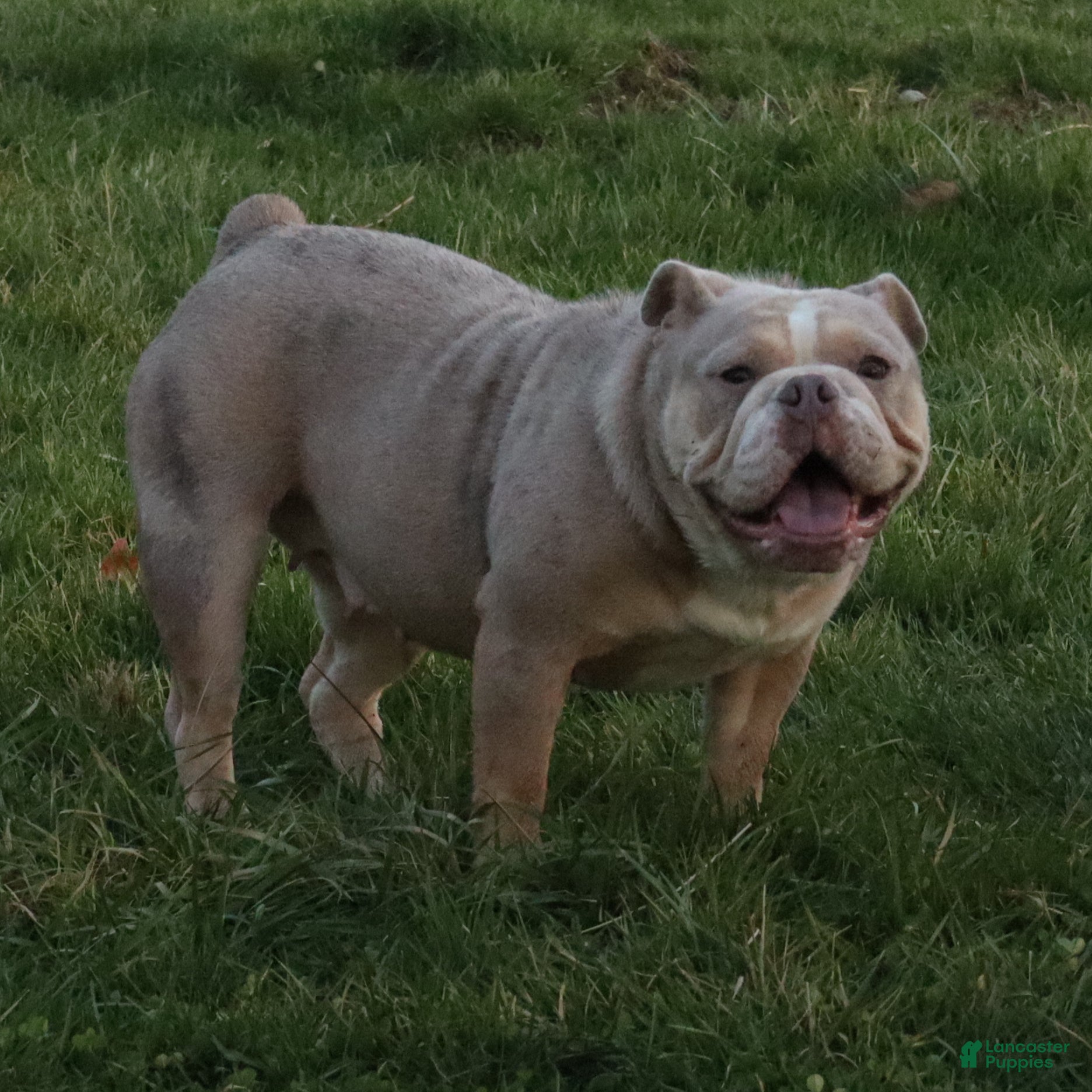 English Bulldog dogs Snoopy - Ad 1