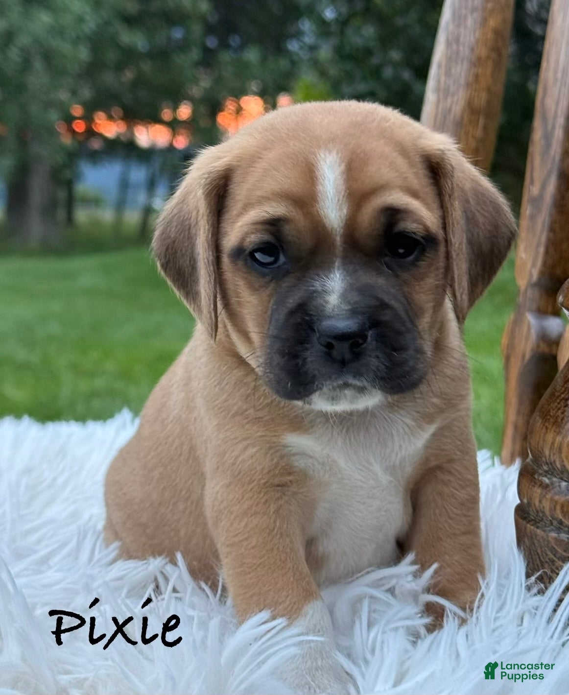 Puggle dogs Pixie - Ad 1