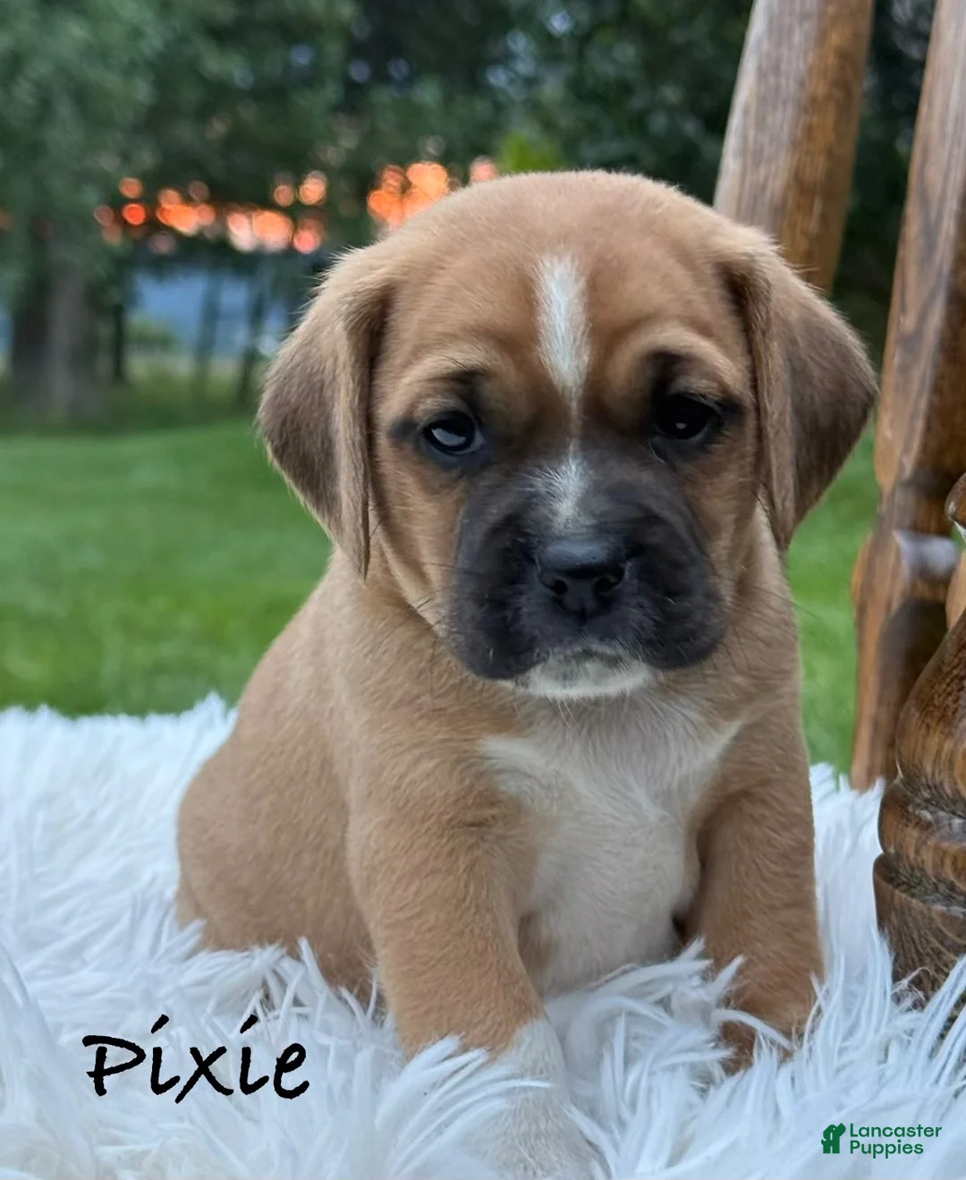 Puggle dogs for sale: Pixie - Ad 1