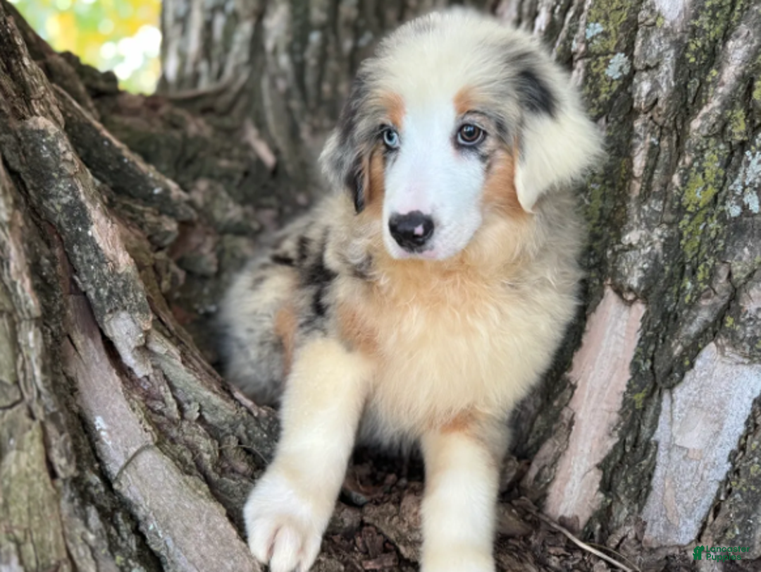 Australian Shepherd dogs for sale: Blue Merle Male - Ad 1