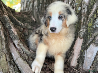 Australian Shepherd dogs Blue Merle Male - Ad 30