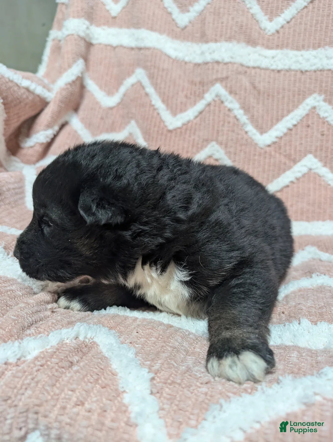 Gerberian Shepsky dogs for sale: Bentley  - Ad 2