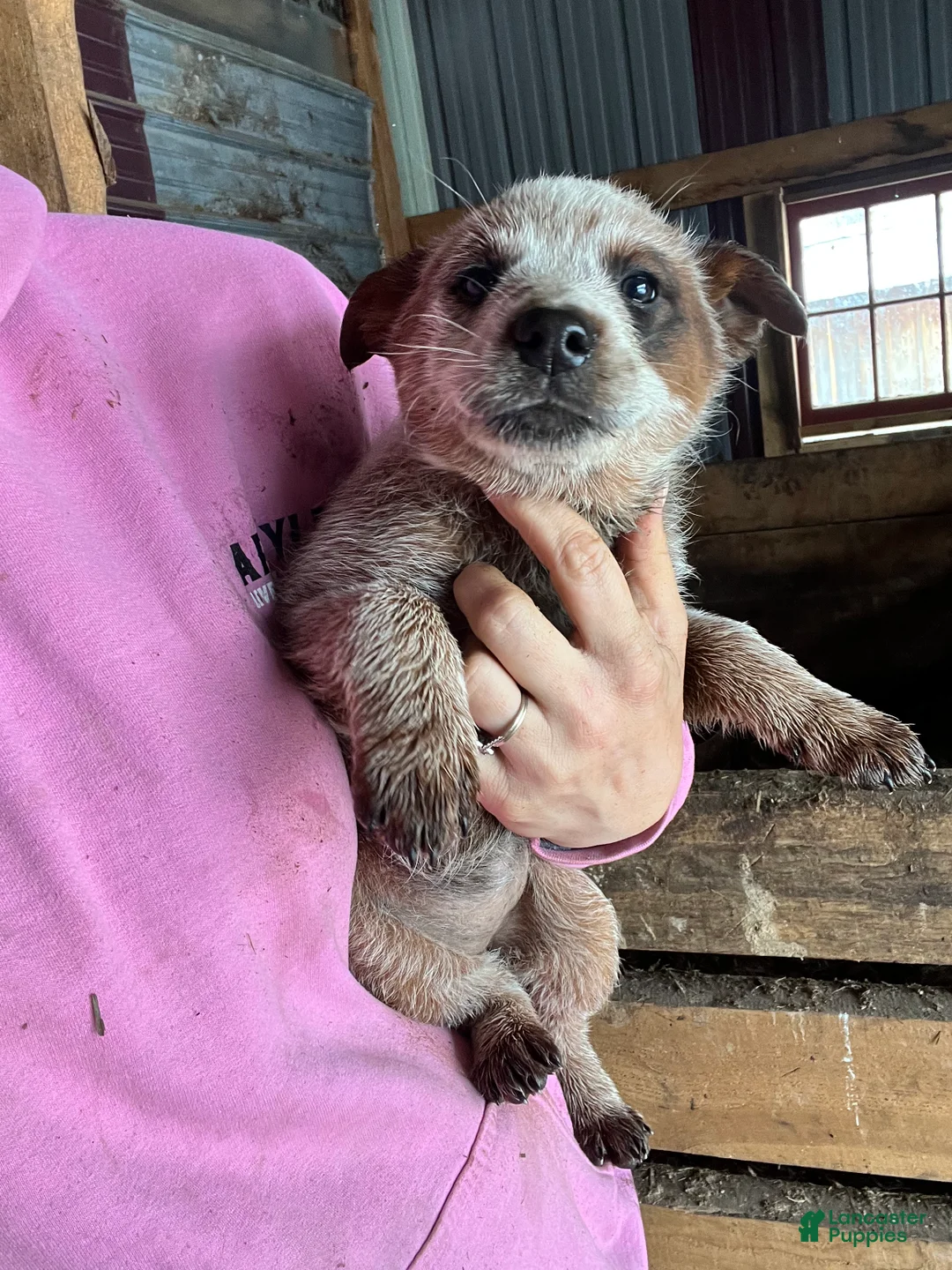 Australian Cattle Dog dogs for sale: Dawn - Ad 1