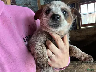 Australian Cattle Dog dogs Dawn - Ad 22