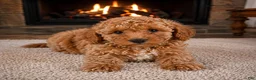Miniature Poodle dogs for sale: OLIVER - Ad 3