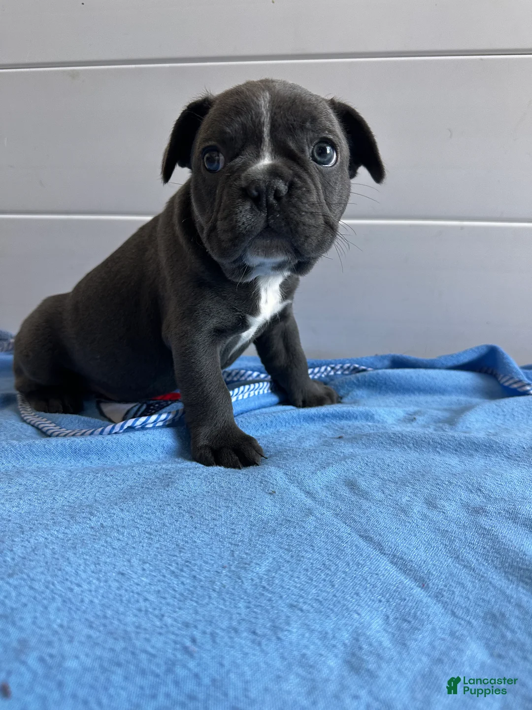 French Bulldog dogs for sale: Pepe Le Pew - Ad 3