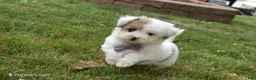 Bichpoo dogs for sale: Lucky  - Ad 4