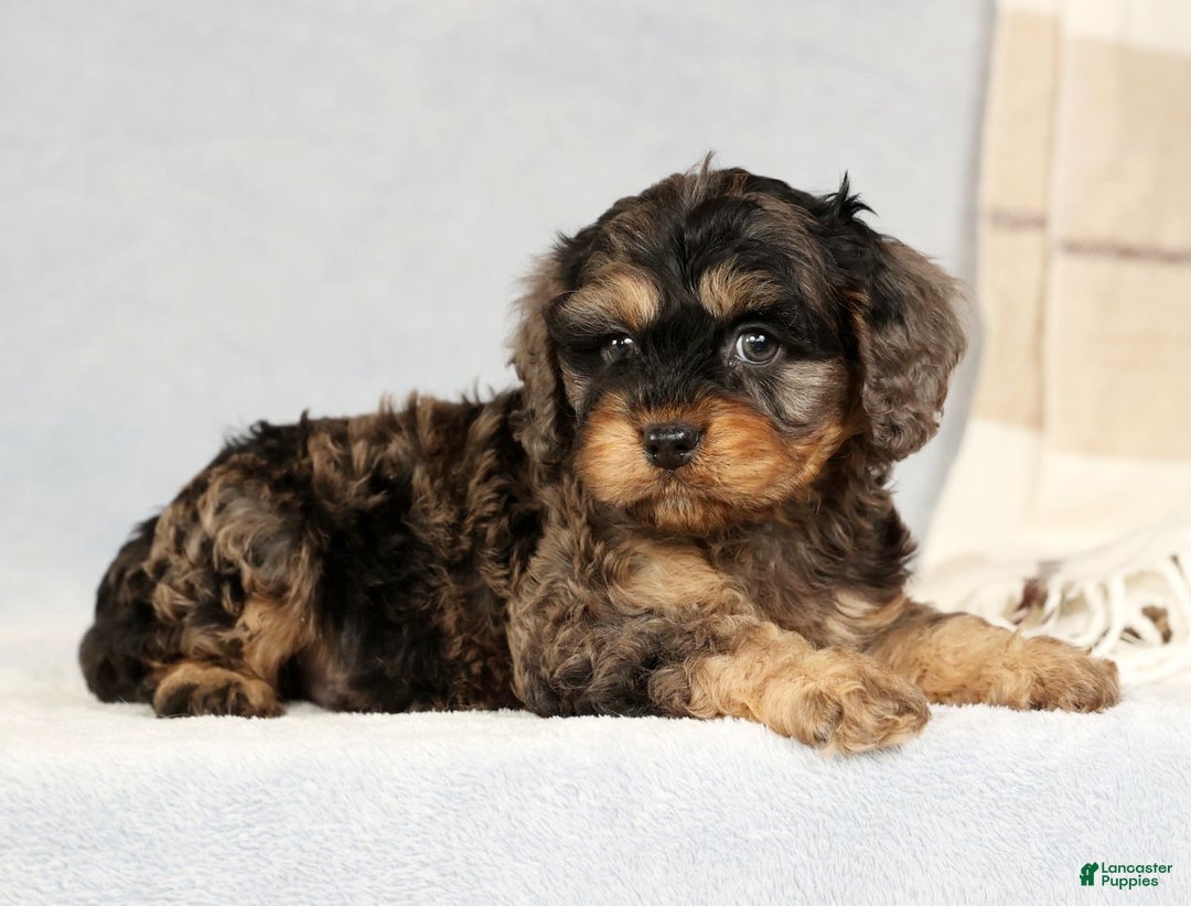 Cavapoo dogs for sale: Buck - Ad 4