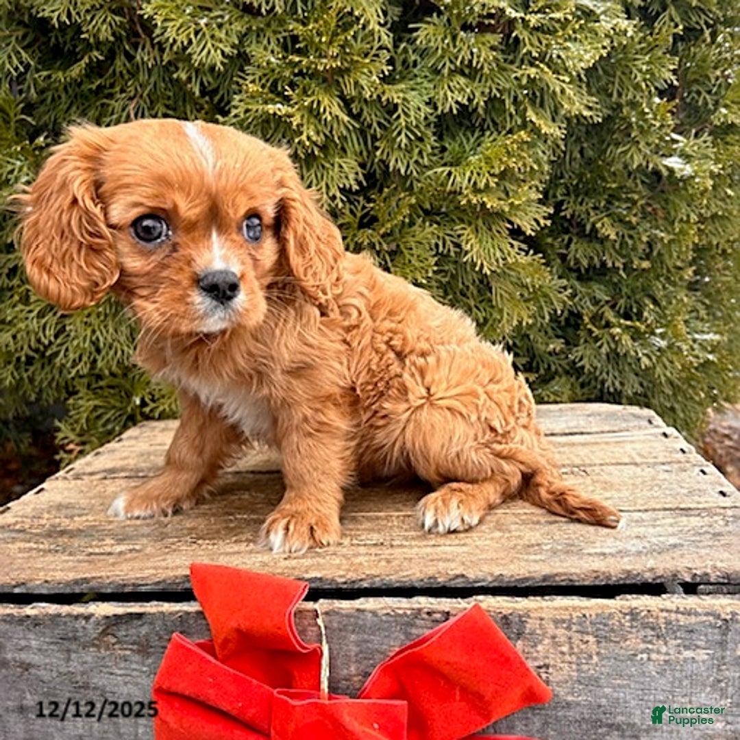Cavalier King Charles Spaniel dogs for sale: Kipp - Ad 2