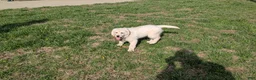 Golden Retriever dogs for sale: Nelson, AKC, reduced price - Ad 1