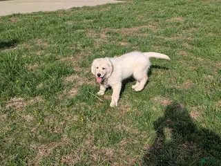 Golden Retriever dogs Nelson, AKC, reduced price - Ad 33