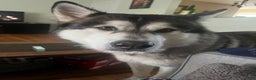 Alaskan Malamute dogs for sale: Alaskan Malamute Puppy 2 - Ad 5