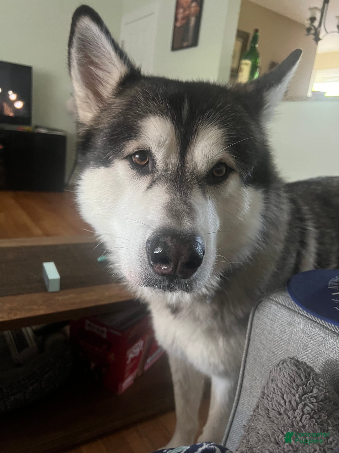 Alaskan Malamute dogs for sale: Alaskan Malamute Puppy 2 - Ad 5