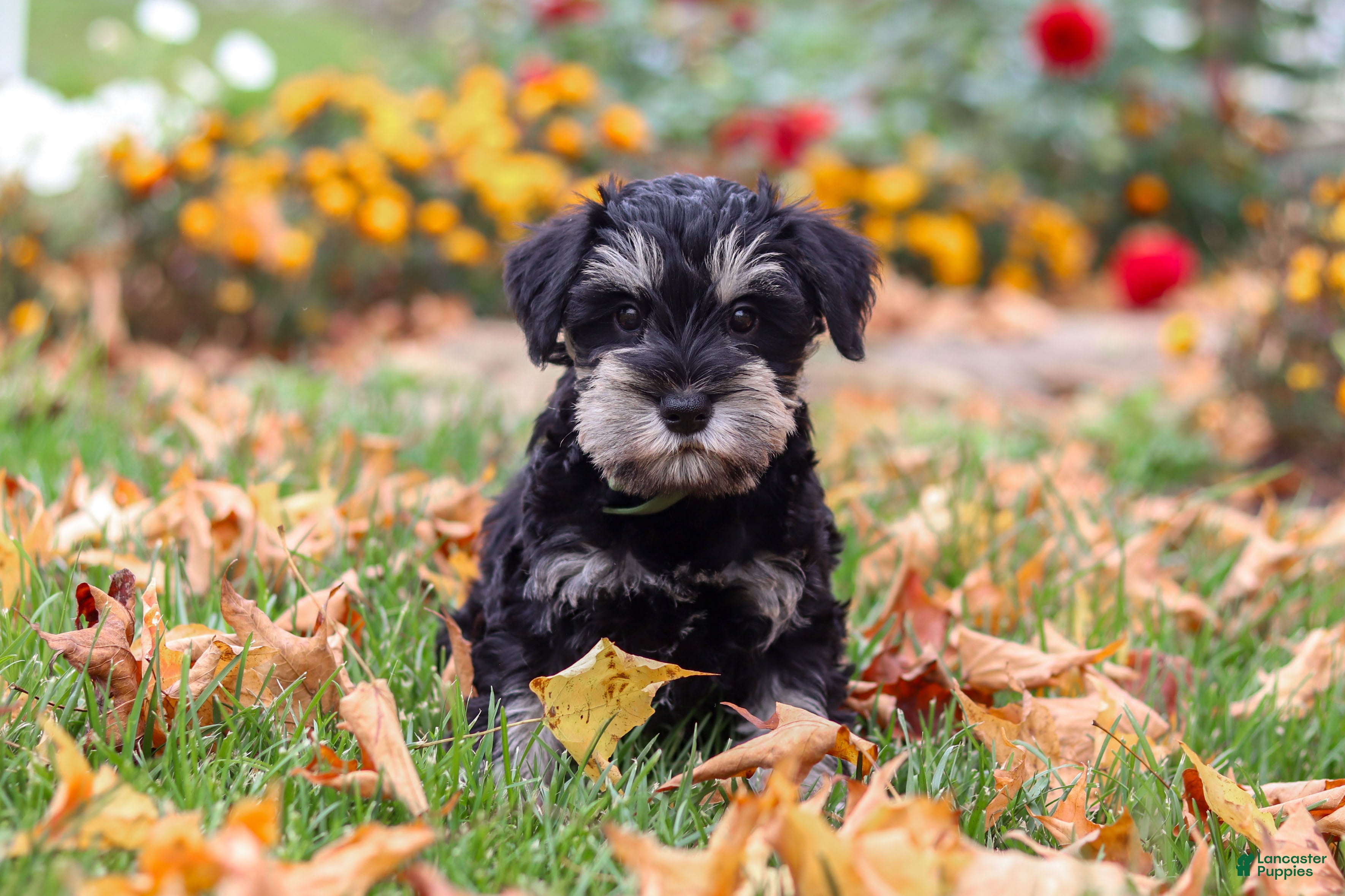 Miniature Schnauzer dogs Rowan - Ad 1