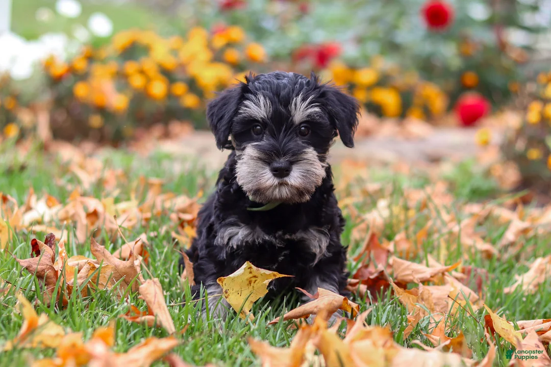 Miniature Schnauzer dogs for sale: Rowan - Ad 1