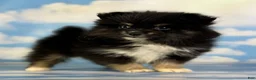 Pomeranian dogs for sale: Tilly - Ad 13