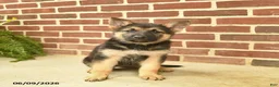 German Shepherd dogs for sale: Beauty - Ad 4
