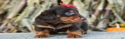 Miniature Dachshund dogs for sale:  Zane 🦴 - Ad 15