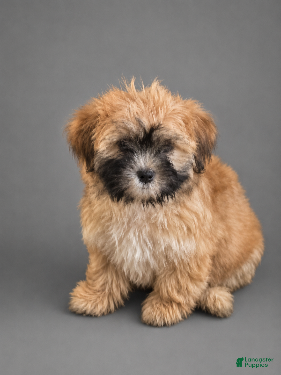 Teddy Bear dogs Clyde - Ad 41