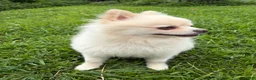Pomeranian dogs for sale: Gucci - Ad 3